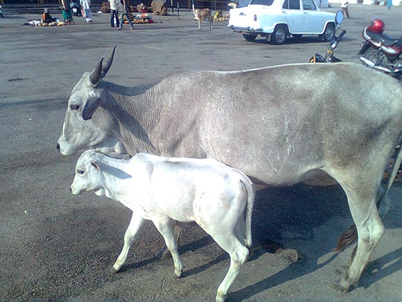 Cow Protection