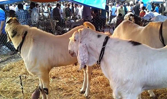 Qurbani Permission Mumbai BMC