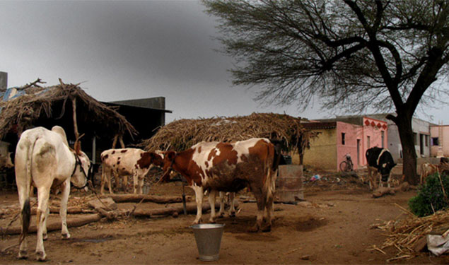 Maharashtra Beef Ban