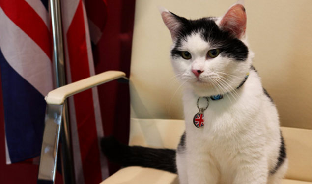 Cat as Diplomat