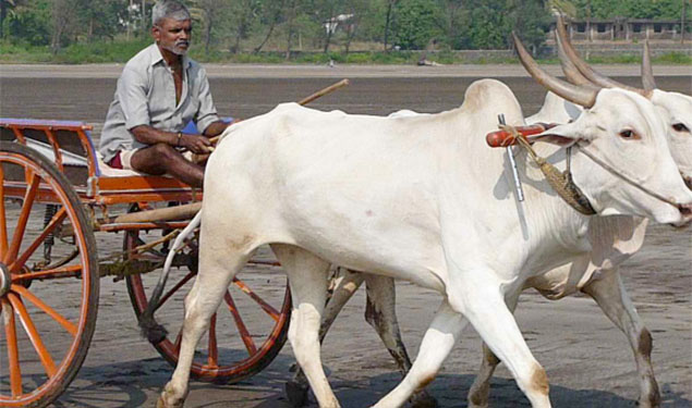 Bullock Cart Race