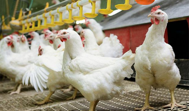 Poultry Chicken India
