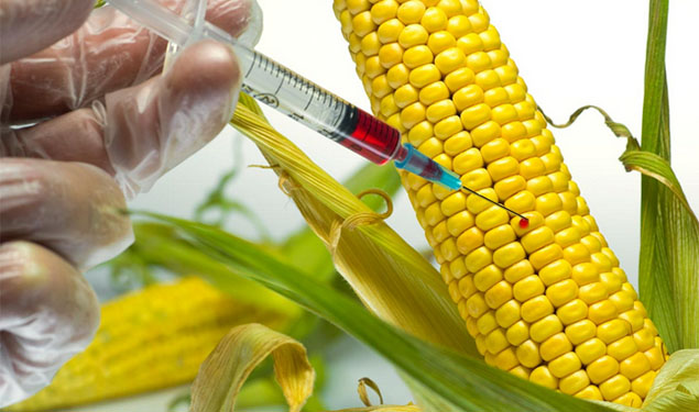 GMO