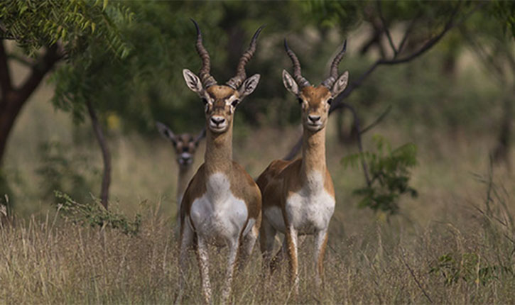 Yawal Wildlife Sanctuary
