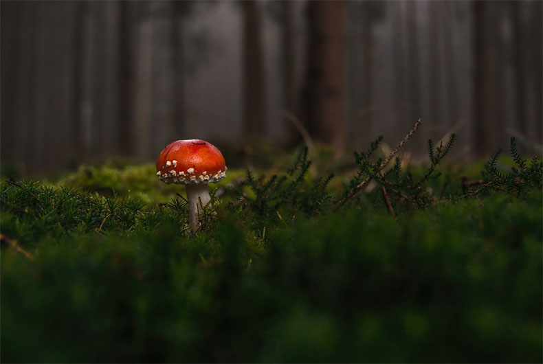 Deadliest Fungus