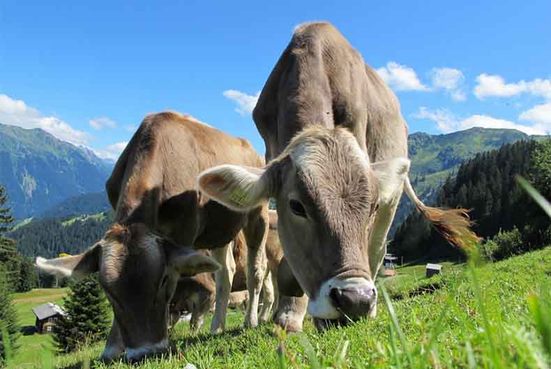 Goa Beef Sales
