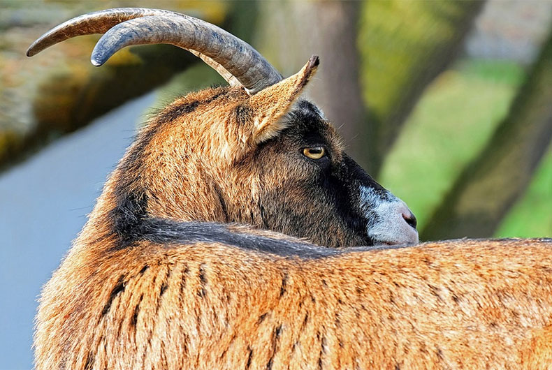 Goat arrested in UP