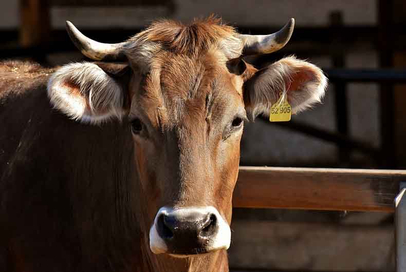UP Cow Slaughter Act