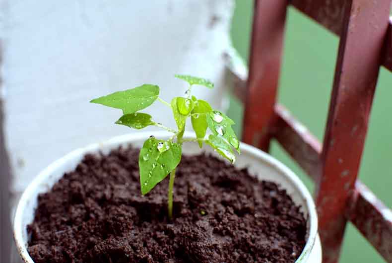 AYUSH AIQ List 2020