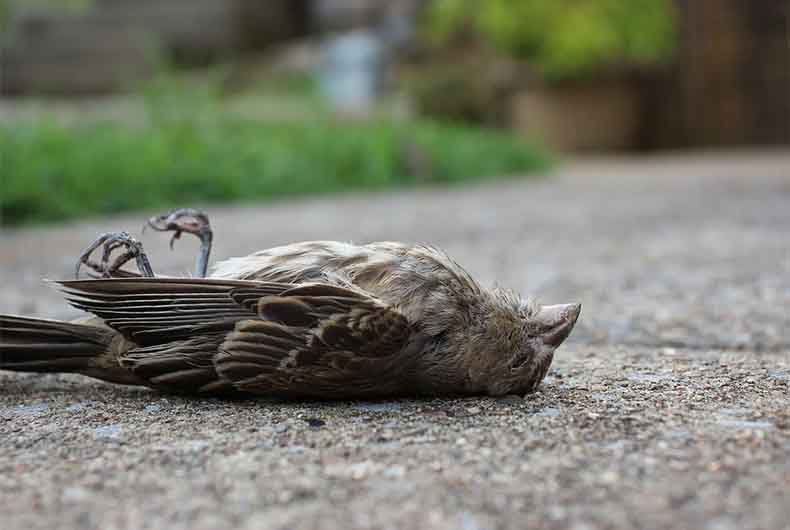 Bird Flu Kanpur