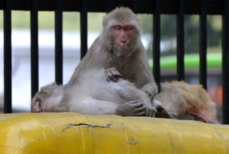 Monkey B Virus