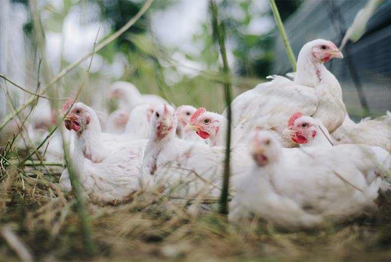 Bird Flu Death in India