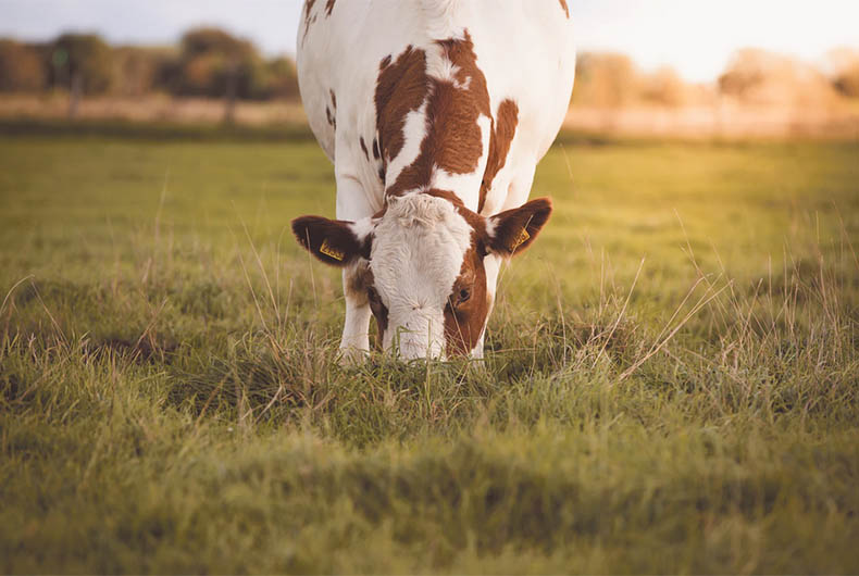 Cow
