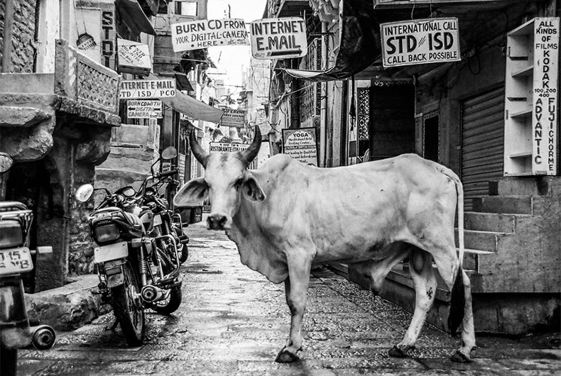 Stray Cattle