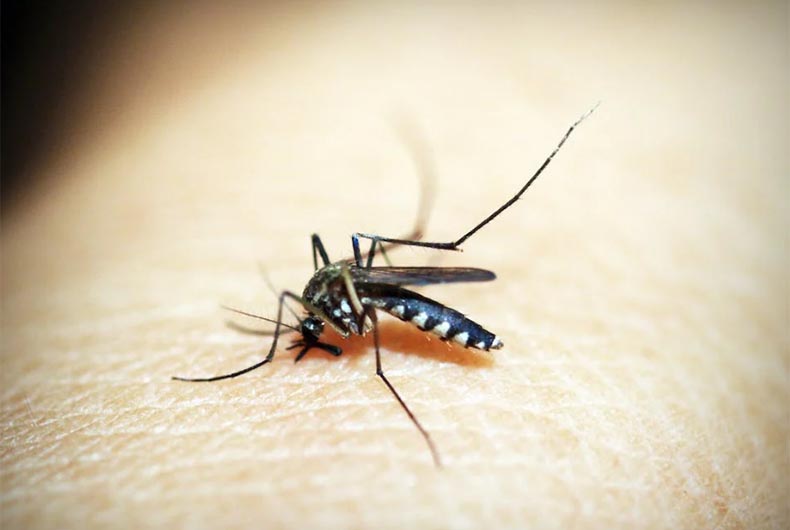 Australia: New South Wales residents asked to be alert for Japanese encephalitis