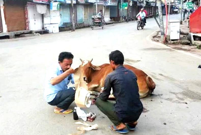 Rafi Ahmed Kidwai's kin a guardian angel for afflicted cows