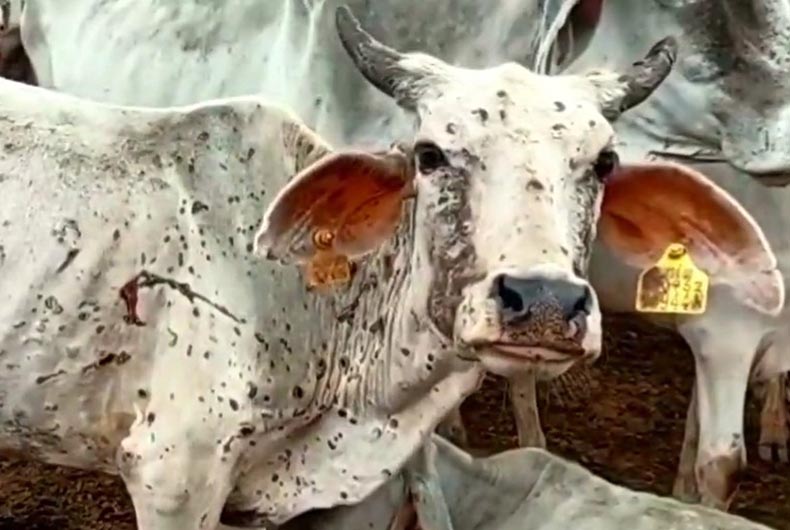 Half of Madhya Pradesh in grip of lumpy virus, over 100 cows dead
