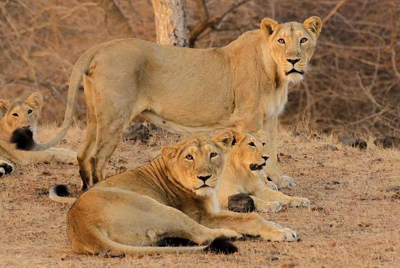 Gir lions, overpopulated, target humans, cattle, but govt refuses transfer