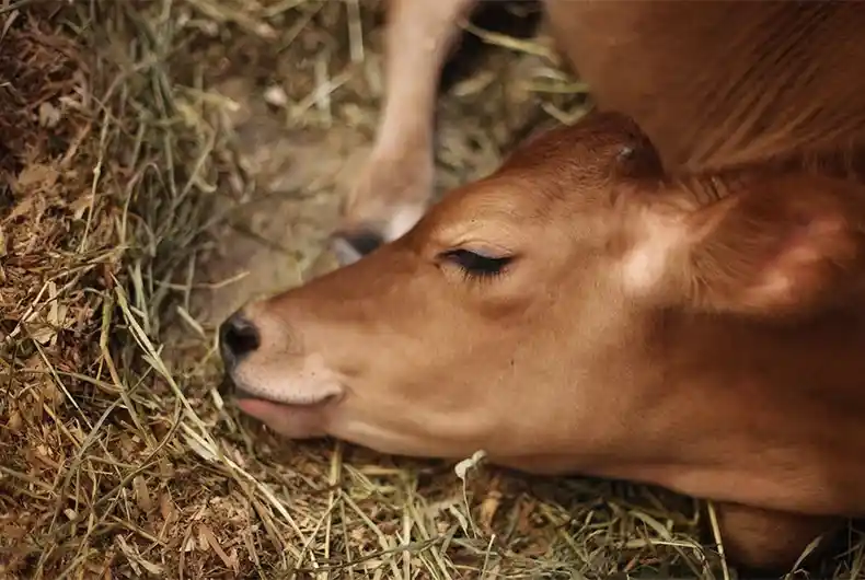 Muslims Rape Cows - A Charge Never Proved But Gets Media Space