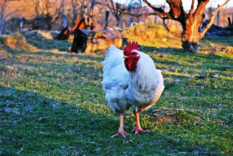 Bird Flu: 220K Chickens culled in Czech Republic, New outbreaks in Israel