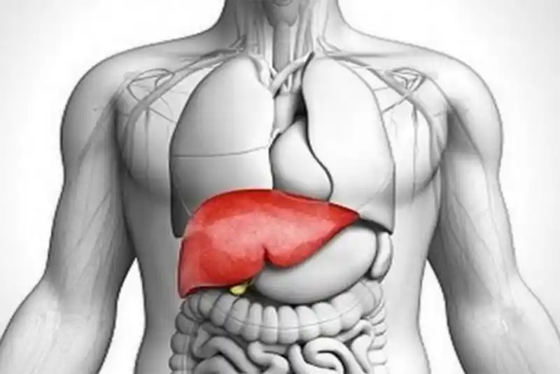 World Liver Day: Embrace Lifestyle Changes for Thriving Liver
