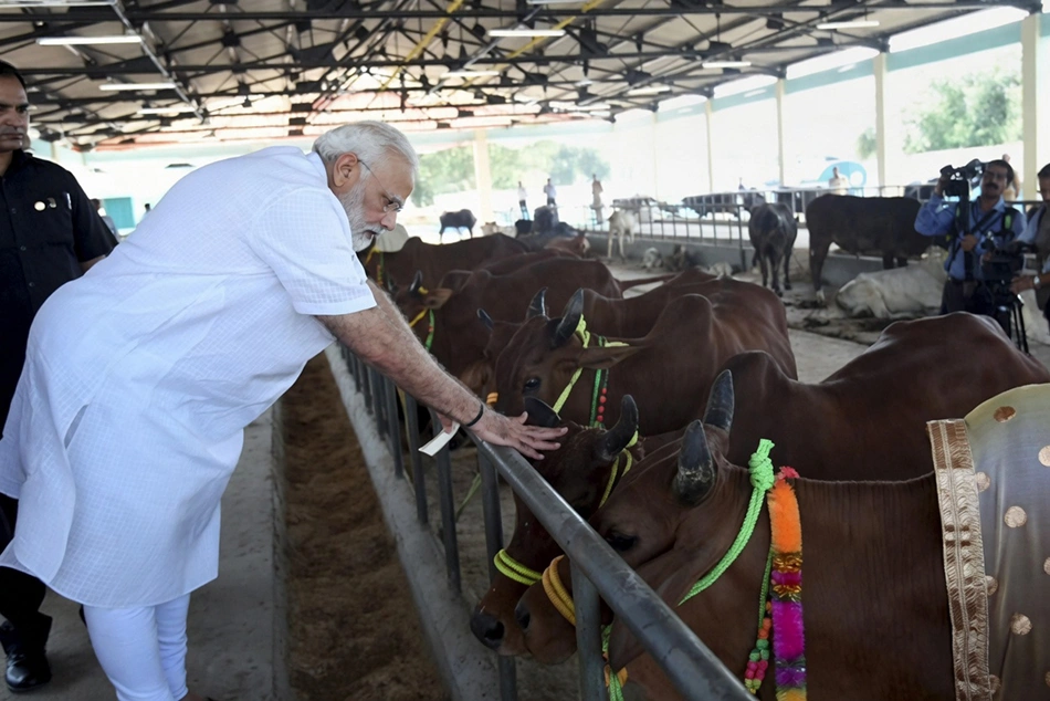 Cow-Beef Politics Comes to Full Circle