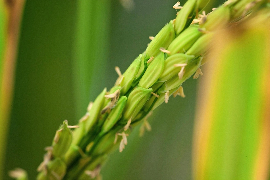 Should Govt Introduce Gene-Edited Rice in India?